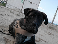 cane corso mare
